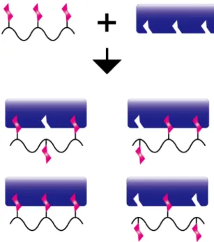 Figure 1-3 Schematic illustration of the binding modes in sugar-protein interaction. 