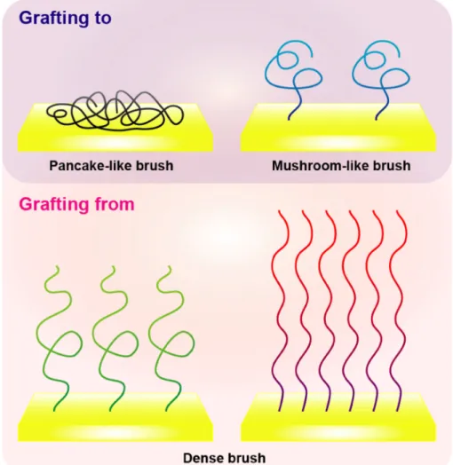 Figure 1-10 Illustration of polymer-brush architecture formed by the difference in grafting methods