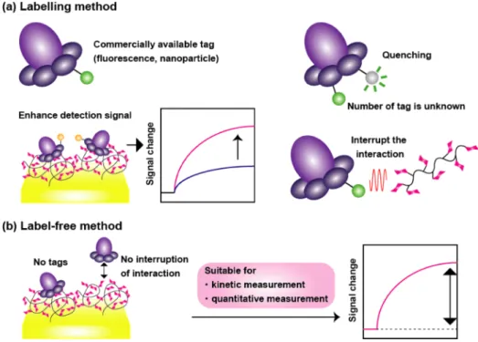 Figure 1-11 Illustration describing the feature of optical biosensing  method by (a) labelling method,  and (b) label-free method