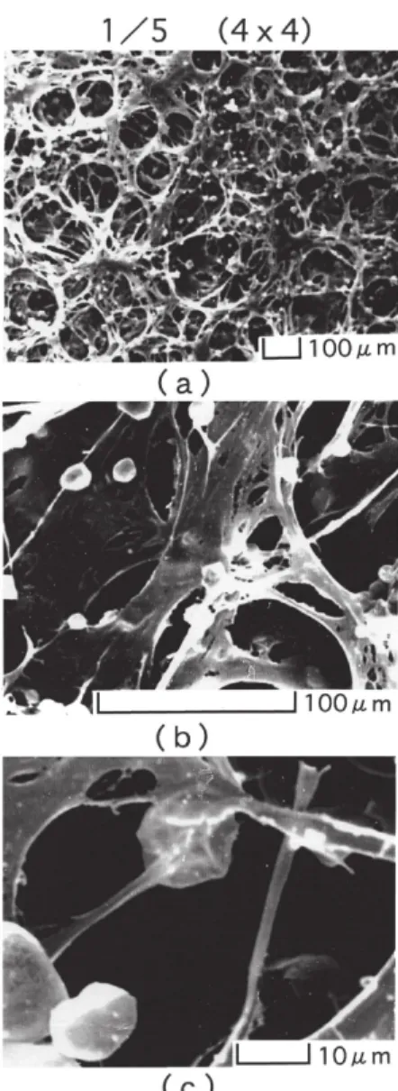Fig. 8.  Scanning  electron  micrographys  of    UHMWPE and starch composite films 