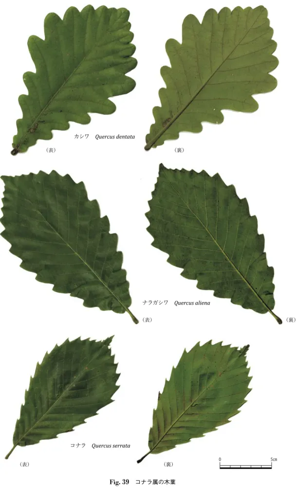 Fig. 39 　コナラ属の木葉