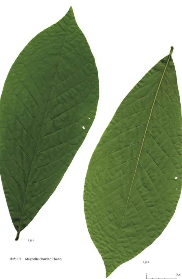 Fig. 40 　ホオノキの木葉