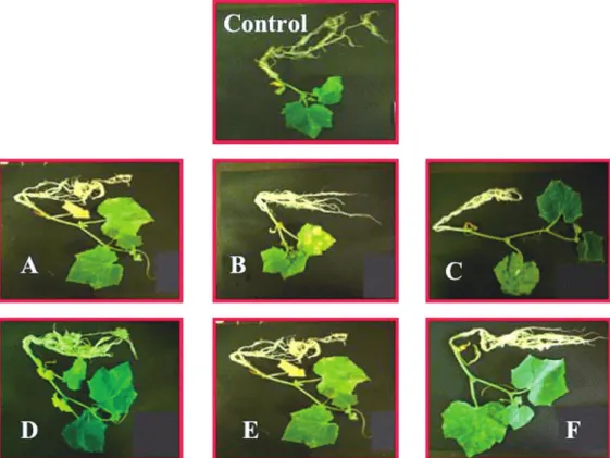 Fig.  1 Plant  growth  promoting  effect  of  test  fungi  inoculation  on  the  growth of  cucumber.