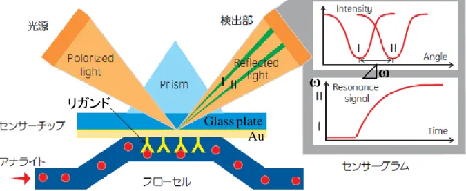 Fig. 2-14 A method of measuring the mass of an analyte using an SPR sensor. 