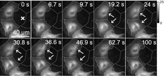 Fig. 4-11  細胞創傷時の PKCα-GFP 輝度変化