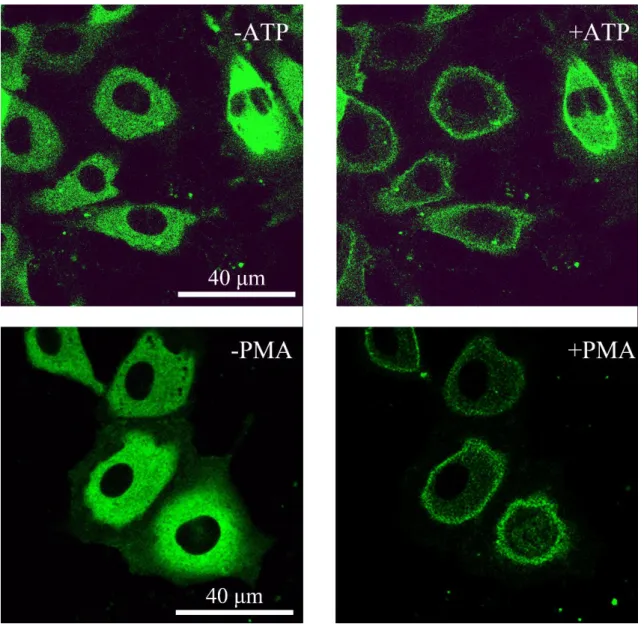 Fig. 5-4 ATP, PMA 負荷による PKCα-DG のトランスロケーション