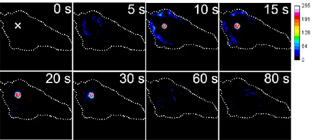 Fig. 5-7  局所力学刺激による PKCα 輝度変化（ Control ：差分画像）