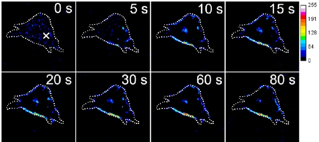 Fig. 5-14  局所力学刺激による PKCα 輝度変化（ Go6976 ：差分画像）