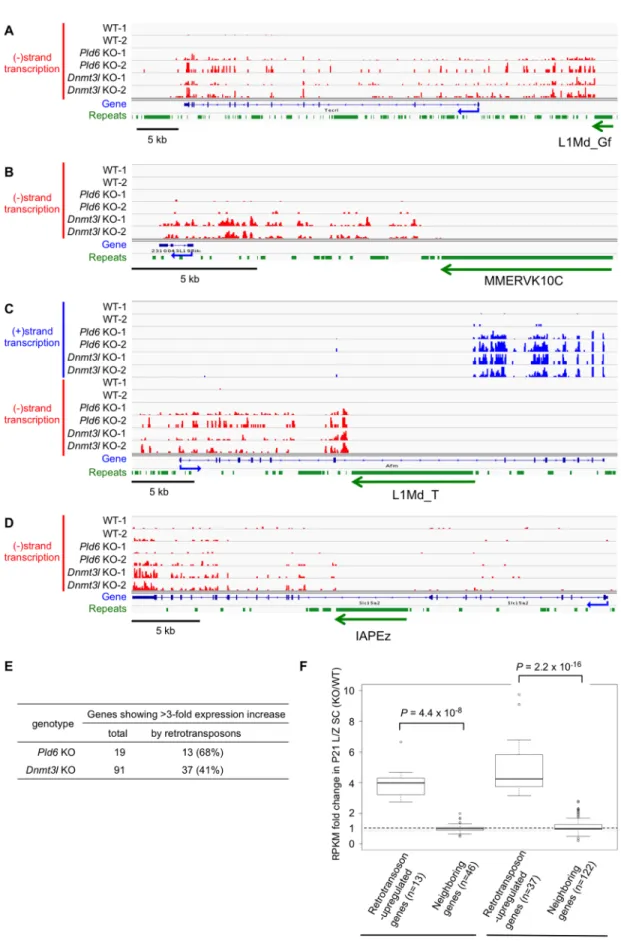 Fig 6. Retrotransposons induce neighboring genes in Pld6 KO and Dnmt3l KO spermatocytes
