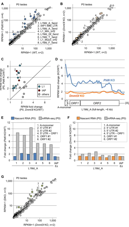 Fig 2. Retrotransposon expression in Pld6 KO and Dnmt3l KO newborn testes. (A) Expression of individual retrotransposons in Pld6 KO and WT testes