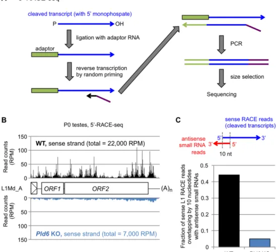 Fig 3. Pld6-dependent degradation of L1 RNAs. (A) Library preparation for 5’-RACE-seq