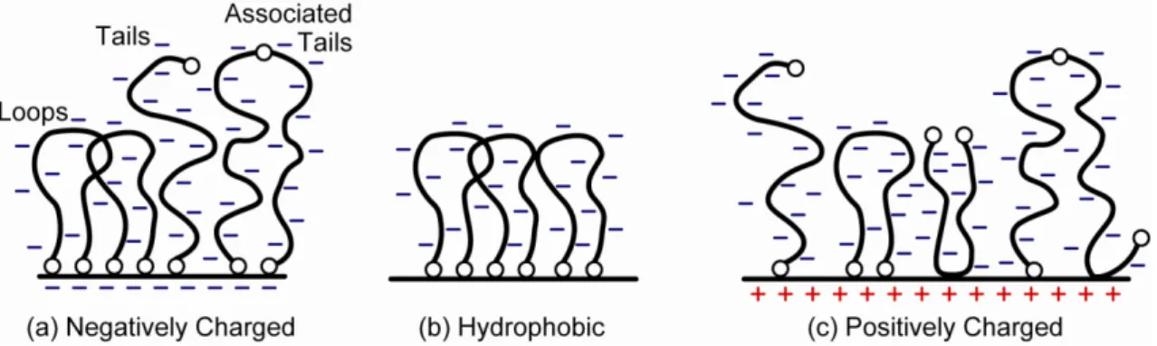 Figure 1.2 Proposed physisorbed configurations of lubricin on (a) negatively charged surface,  (b) hydrophobic surface, and (c) positively charged surface