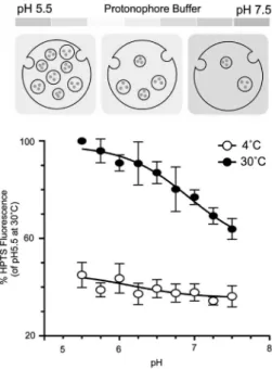 Fig .   7    MVB formation detected by the uptake of HPTS (Fig.  6)  is pH dependent [20].