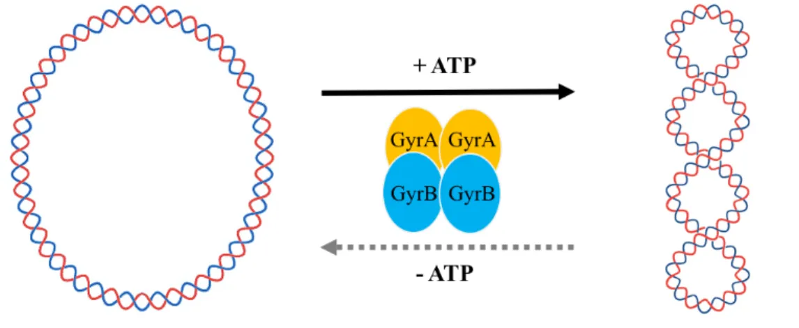 Fig. 2-2. Catalytic activities of DNA gyrase.   