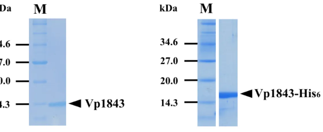 Fig. 2-3. Purification of Vp1843 without His 6  (left) or with His 6  (right). 