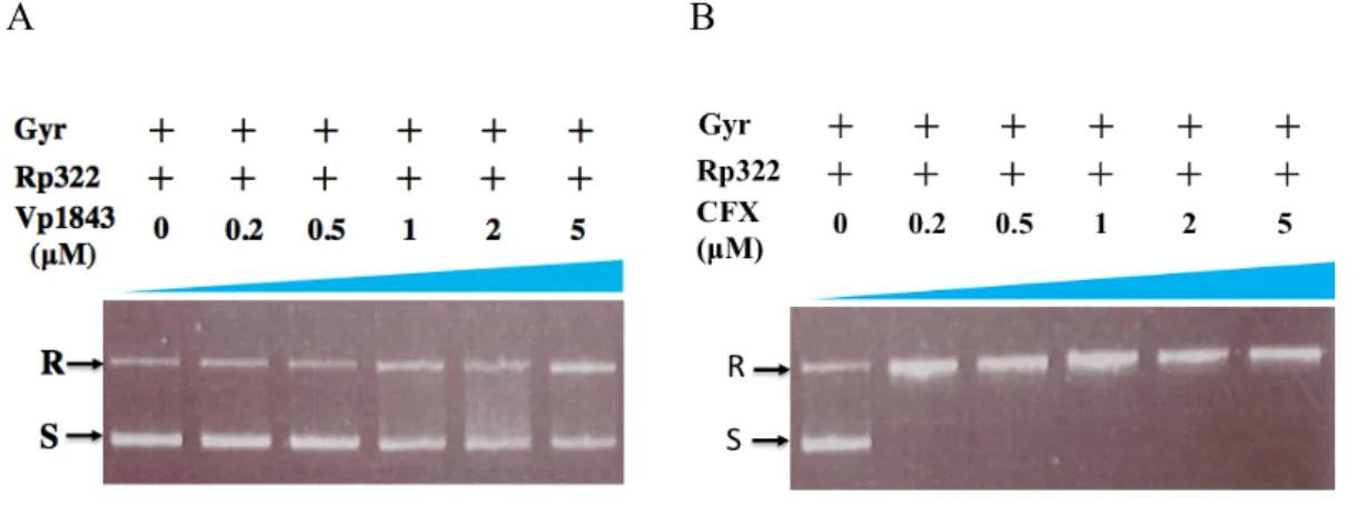 Fig. 2-4. Influence of Vp1843 (A) or CFX (B) on the supercoiling activity of Gyr. 