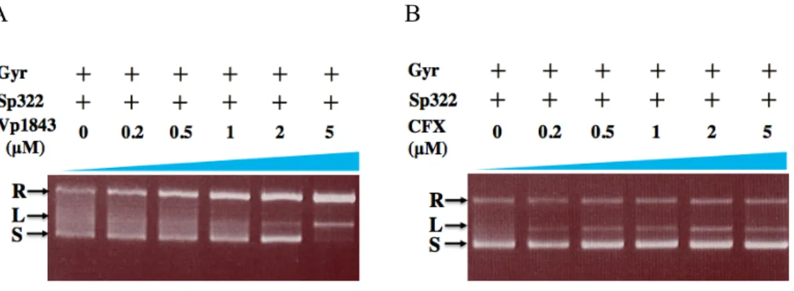 Fig. 2-5. Influence of Vp1843 (A) or CFX (B) on the relaxation activity of Gyr.   