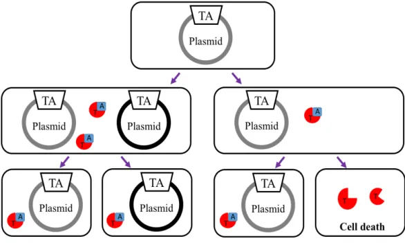 Fig.  1-1.    Schematic  representation  of  post-segregational  killing  (PSK)  by  plasmid-borne TA systems