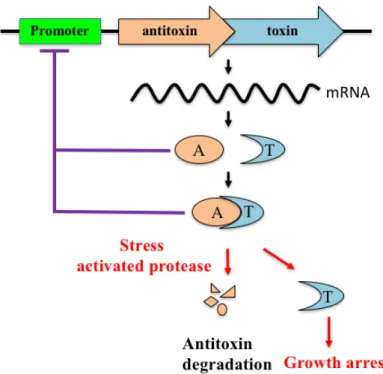 Fig. 1-3.    Schematic representation of an operon encoding a type II toxin and  antitoxin