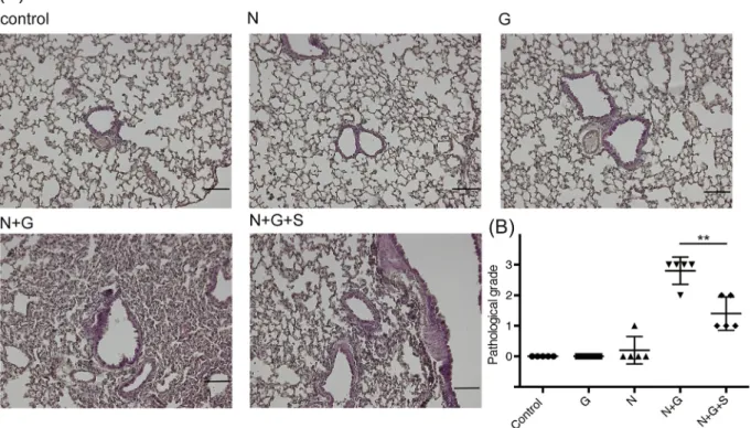 Fig. 3. Histologic assessment of lung tissues on day 14. (A) Hematoxylin and eosin staining