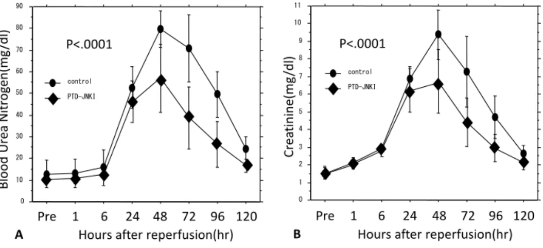 Figure 2. Renal function. A. Serum BUN concentrations were lower in the PTD-JNKI group