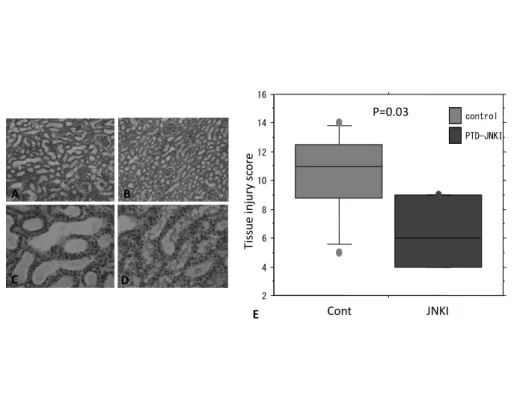 Figure 5. Representative microscopic findings at postoperative day five. A&amp;C. Control group: 