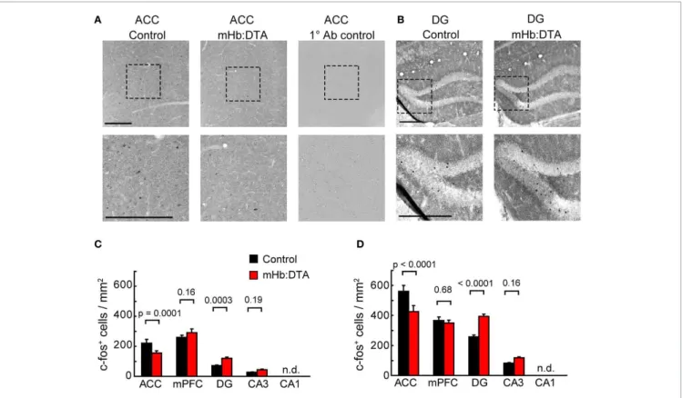 FIGURE 8 | Immunohistochemical analyses of c-Fos expression. Both mHb:DTA and control mice were trained in the 5-CSRTT up to spatial session 2