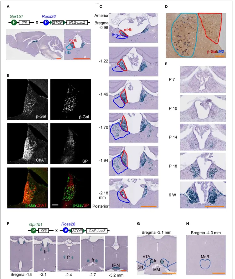 FIGURE 1 | Characterization of mHb-specific Cre expression transgenic mice. Transgene combinations are schematically illustrated at the top of the figure (A,F)