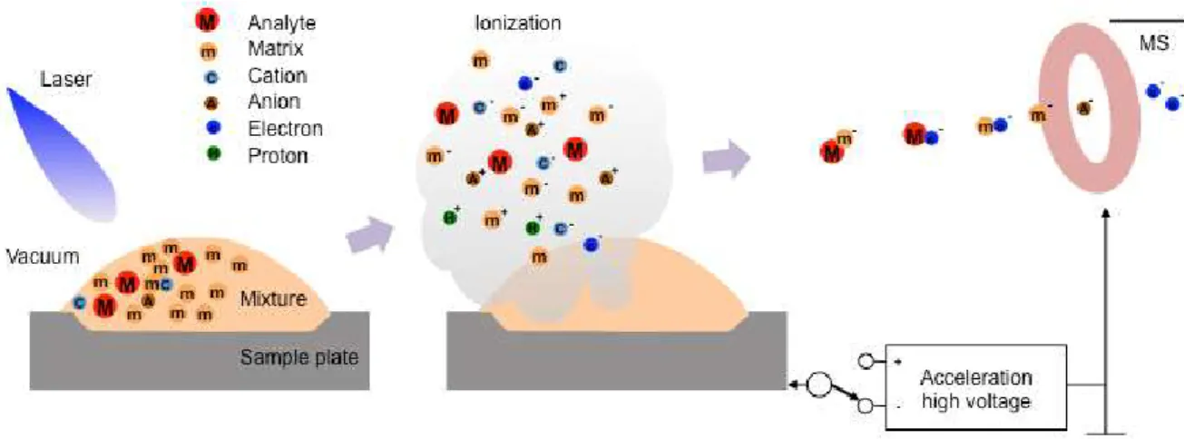 Fig. 1-4 Overview of matrix-assisted laser desorption/ionization 