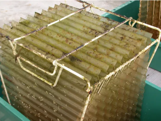 Fig. 2. A structure of multi-layer waveform collector plate to rear benthic stage Holo- Holo-thuria  species