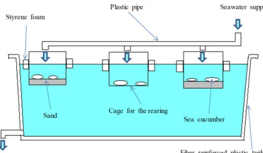 Fig. 7. Schematic view of the rearing system with sand bed for juveniles of Holothuria  species