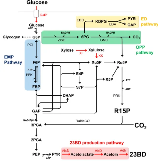 Fig. 2-1 Overview of central metabolic pathway engineering. An abbreviated schematic of central metabolites of  the EMP pathway, the ED pathway, the OPP pathway and the CB cycle are shown