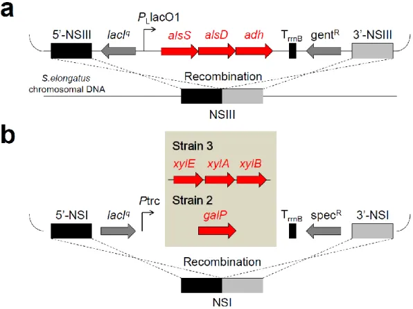Fig. 2-2 Schematic of genome engineering in S. elongatus. (a) Schematic representation of the 23BD pathway  genes integration into NSIII 52 