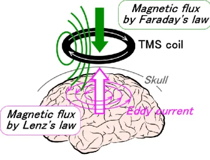 Figure 1-1 Direction of current flow in a magnetic coil and the induced current in the brain 