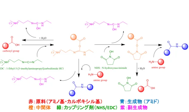 図  1-10  アミンカップリングのメカニズム 赤：原料（アミノ基・カルボキシル基） 青：生成物 （アミド）
