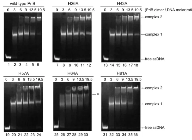Figure 1-4. EMSA of the interaction between PriB_HA mutants and ssDNA.   