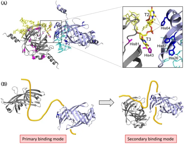 Figure 1-5. Interaction between PriB−ssDNA complex and neighboring PriB.   