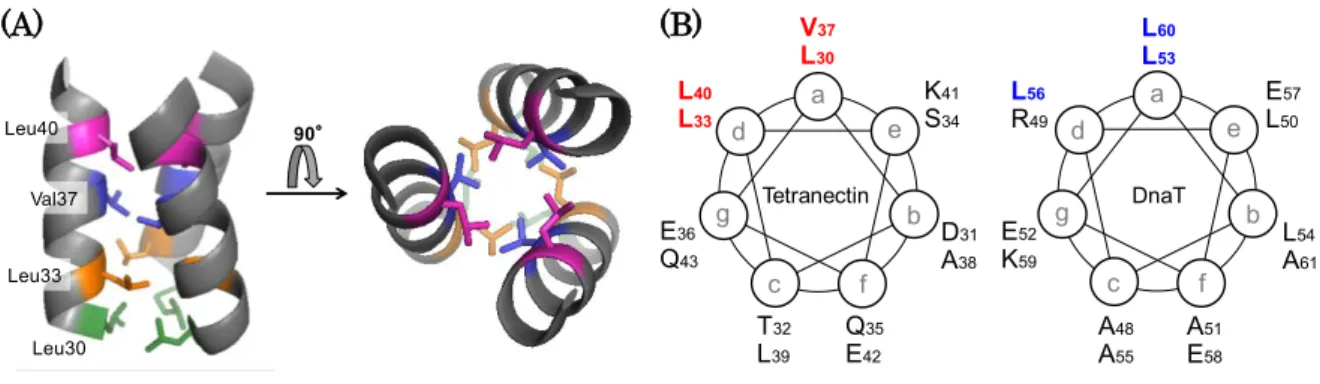 Figure 2-4. Trimerization site of tetranectin.   