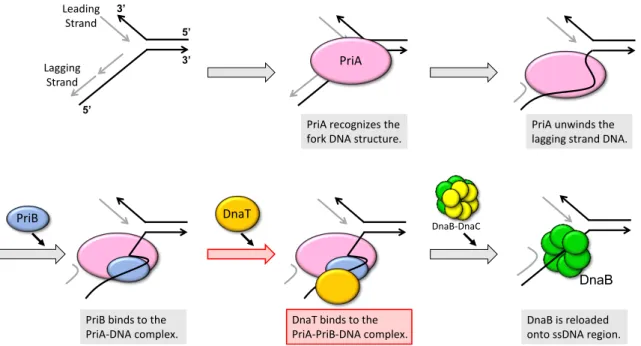Figure 0. Schematic model of PriA-dependent pathway.   