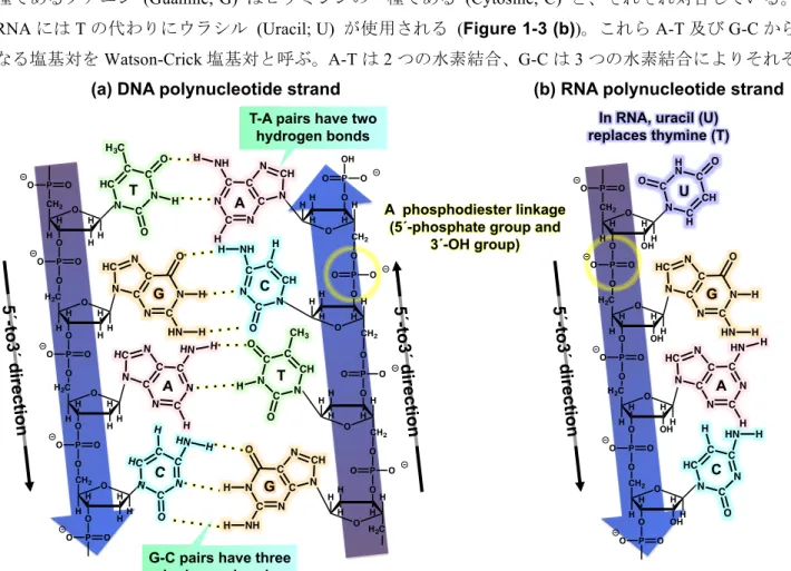 Figure 1-3  . (a) DNA (b) RNA . 