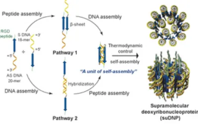 Figure 1-10  .    (ATP)  DNA ATP. DNA aptamer Target molecule PDB ID : 1AW4 