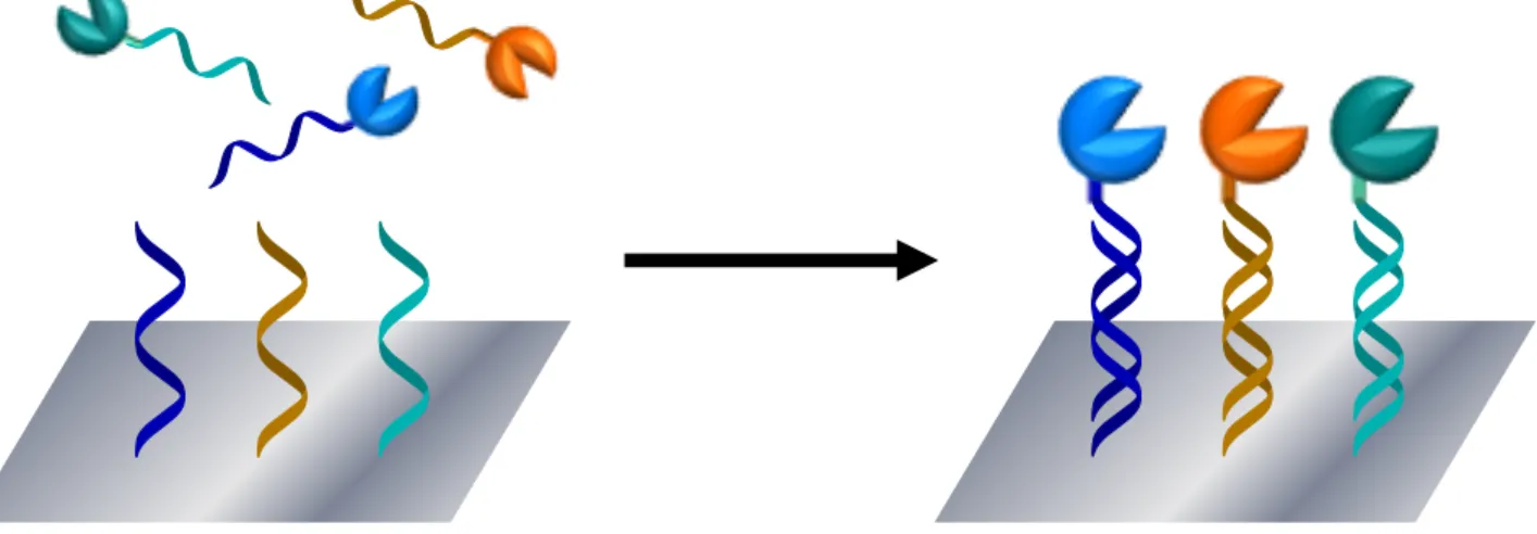 Figure 1-18 DNA   (DNA-directed immobilization; DDI)  . 