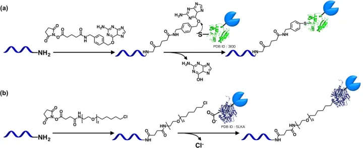 Figure 1-28  DNA- . (a) SNAP-tag
