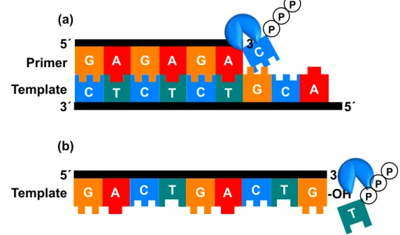Figure 2-3 (a)  DNA DNA (b)  DNA TdT. 