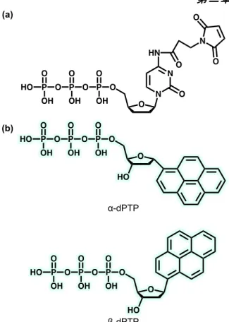 Figure 2-7 TdT   (a) DIG-ddUTP. (b) SA dUTP . 