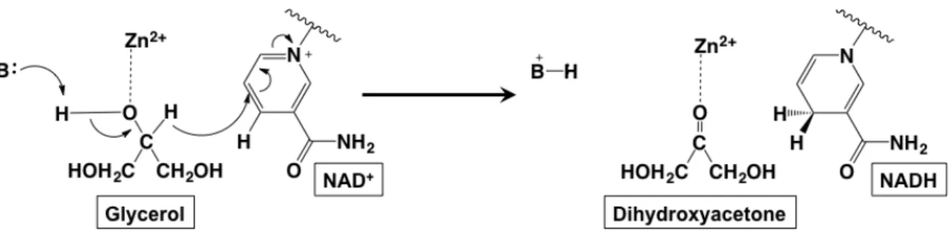 Fig. 4-2 (a) NAD + , (b) NAD