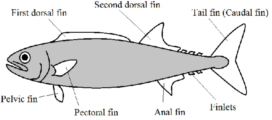 Fig. 2.2.5 に代表的な魚類の各鰭の配置を示す[28]。 