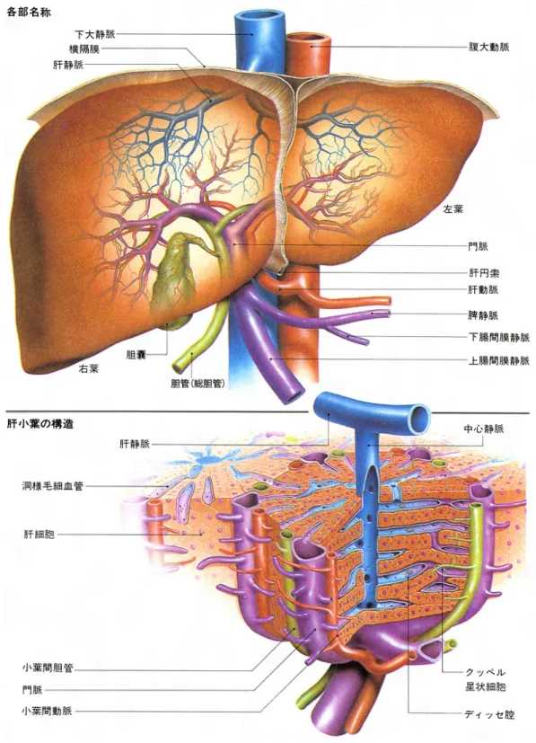 Fig. 2-1a   肝臓構造と最小単位の肝小葉