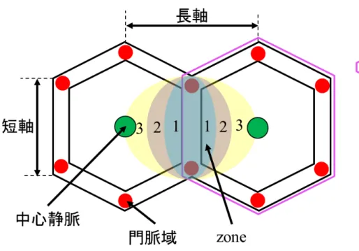 Fig. 2-1b  肝小葉における zone 分類 