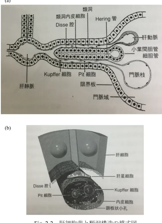 Fig. 2-2  肝細胞索と類洞構造の模式図  (a) 肝細胞索（ “肝臓病学”から転載） 